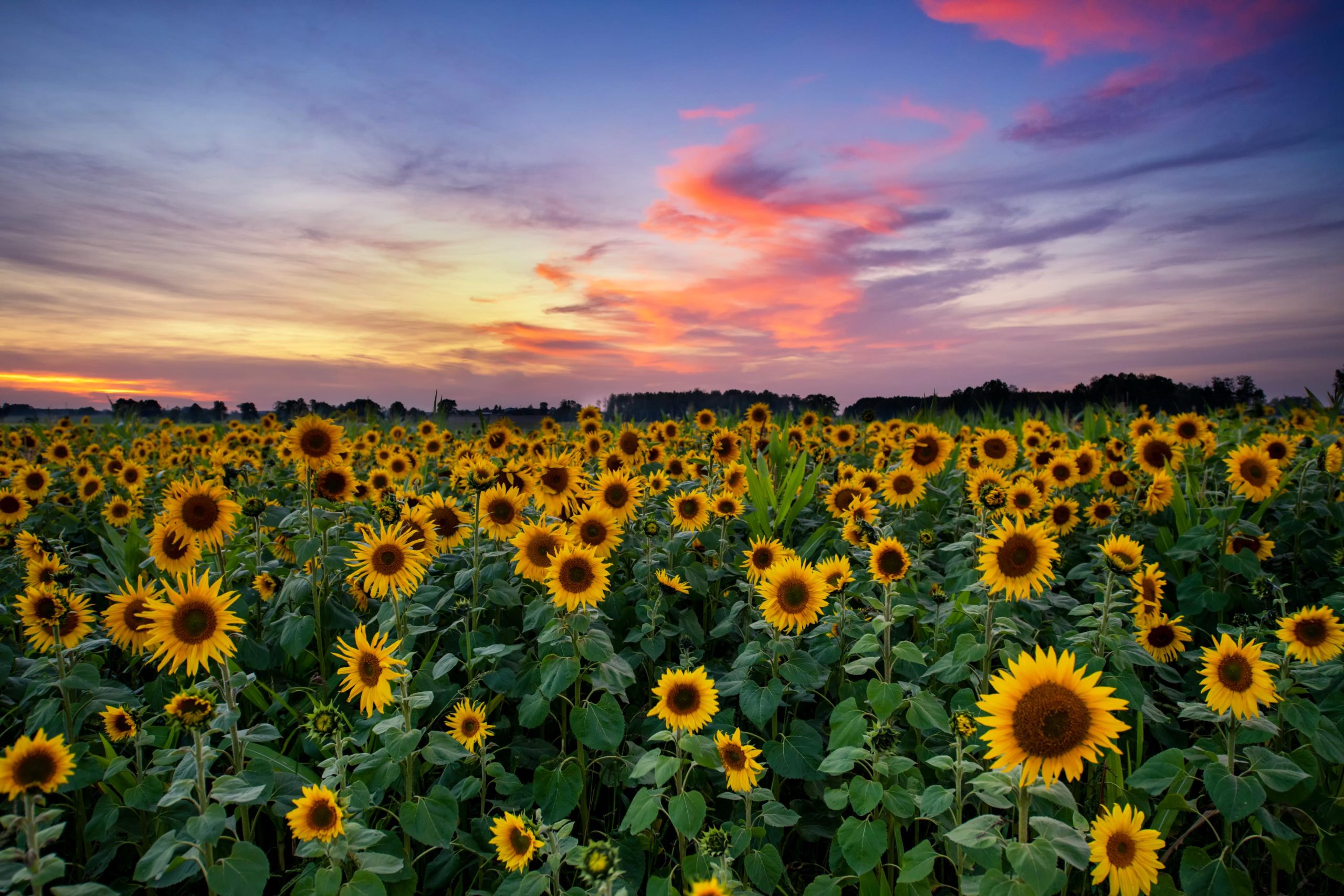 Beautiful Sunset Sunflower Field